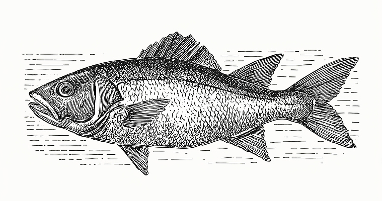 JPG 모양 동물 바다 일러스트 자연 생물 어류 수중 수영 수중동물 수조 해산물 그림 질감 수족관 국내일러스트 수상스포츠 생태계 파일형식