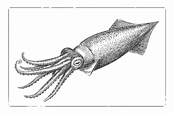 JPG 동물 바다 일러스트 자연 어류 수중동물 오징어 생물학 수족관 촉수 국내일러스트 교육 연체동물 생태계 파일형식
