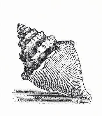 JPG 디자인 예술 모래 바다 일러스트 자연 생명 조개 미술 해변 평화 수중동물 고요 조개껍데기 구출 자연학습 국내일러스트 동물 컨셉 문화예술 어패류 도움 체험학습 생태계 파일형식