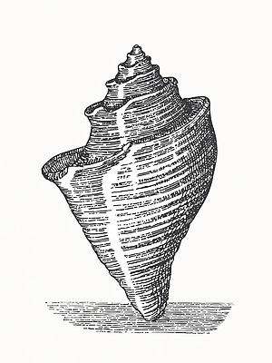 JPG 디자인 예술 선 바다 패턴 일러스트 자연 해변 수중동물 탐험 조개껍데기 구출 수집 질감 발견 뷰티풀 국내일러스트 동물 무늬 조개 도움 생태계 파일형식