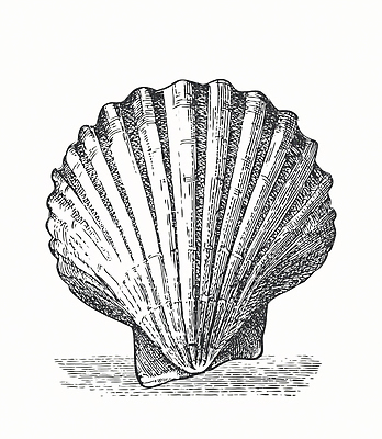 JPG 식물 전통 디자인 예술 바다 패턴 일러스트 자연 조개 생물 해변 수중동물 껍질 조개껍데기 생태계 작품 뷰티풀 자연관찰 국내일러스트 동물 무늬 어패류 미술 관찰 파일형식