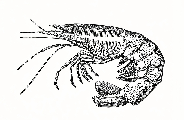 JPG 식물 동물 음식 바다 일러스트 새우 생물 갑각류 요리 식사 수중동물 산호 해산물 생태계 생물학 국내일러스트 교육 자포동물 파일형식