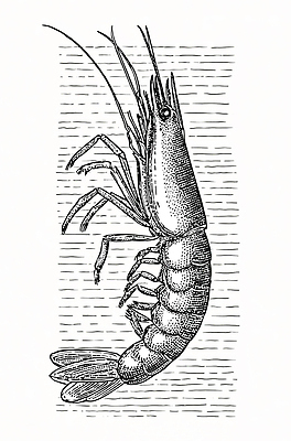 JPG 동물 예술 바다 일러스트 새우 생물 어업 수중동물 구출 해산물 그림 특징 국내일러스트 산업 갑각류 도움 파일형식
