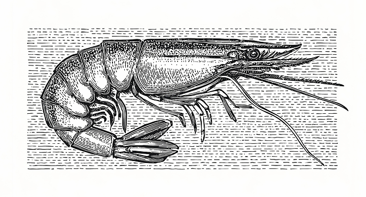 JPG 음식 바다 일러스트 해부 새우 생물 요리 검은색 수중동물 흰색 신선 구출 수조 해산물 총각 특징 국내일러스트 동물 컬러 의학 갑각류 도움 파일형식