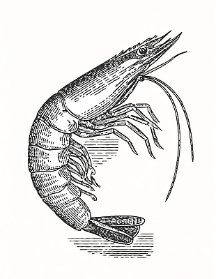 JPG 모양 동물 바다 일러스트 새우 갑각류 어류 어업 요리 수중동물 구출 생태계 생물학 두부 자연관찰 특징 국내일러스트 교육 산업 관찰 도움 파일형식