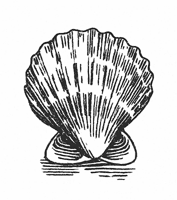 JPG 디자인 예술 바다 일러스트 자연 유물 해변 환경 수중동물 줄무늬 조개껍데기 배열 생태계 질감 뷰티풀 국내일러스트 동물 전통 무늬 조개 파일형식