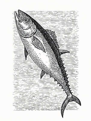 JPG 바다 일러스트 모션 자연 생명 표면 낚시 항해 어류 미술 수중동물 수면 스케치 그림 고등어 생동감 국내일러스트 동물 배_교통 레저 문화예술 물 생태계 파일형식
