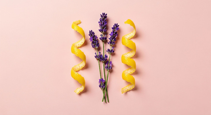 JPG 편집이미지 디자인 꽃 컬러 백그라운드 곡선 자연 껍질 신선 레몬 허브 그림 향기 조화 라벤더 뷰티풀 편집실사 식물 선 과일 CG 생태계 냄새 파일형식