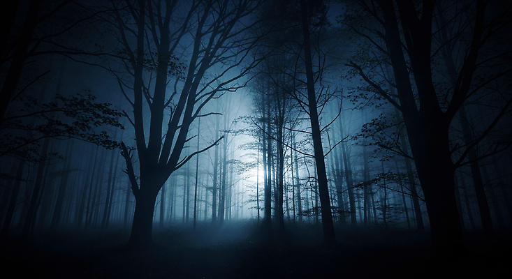 JPG 나무 편집이미지 자연 풍경 빛 어둠 고요 안개 분위기 고독 숲 신비 장면 이미지편집 AI컴퓨터그래픽 AI콘텐츠 식물 감정 컨셉 날씨 생태계 파일형식