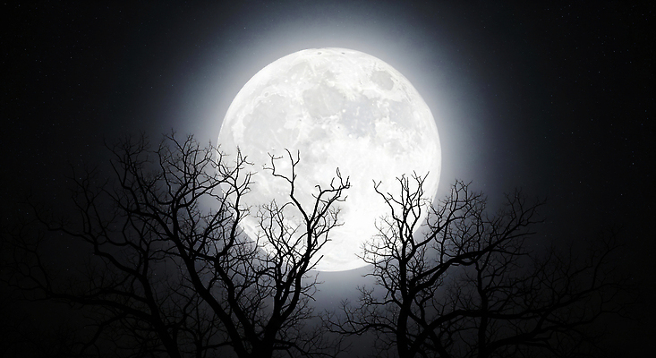 JPG 나무 편집이미지 별 자연 하늘 생명 조명 풍경 어둠 고요 보름달 달 찡그림 숲 신비 이미지편집 AI컴퓨터그래픽 AI콘텐츠 자연요소 식물 컨셉 표정 생태계 파일형식