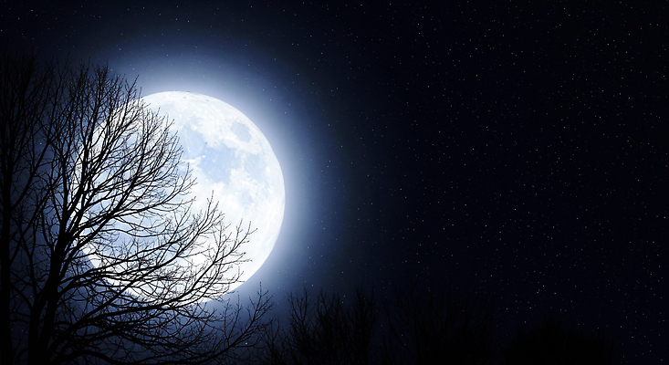 JPG 나무 편집이미지 실루엣 별 자연 밤하늘 풍경 평화 어둠 고요 보름달 달빛 뷰티풀 청명 이미지편집 AI컴퓨터그래픽 AI콘텐츠 자연요소 식물 컨셉 하늘 촬영기법 달 야간 생태계 파일형식