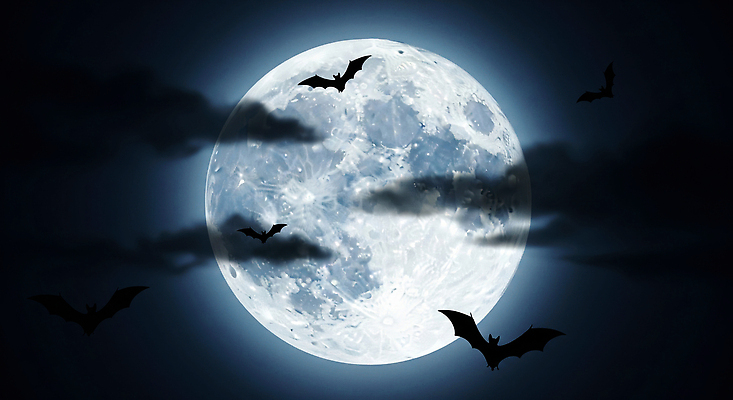 JPG 편집이미지 야생동물 야경 자연 밤하늘 하늘 어둠 탐험 보름달 신비 달빛 박쥐 이미지편집 AI컴퓨터그래픽 AI콘텐츠 동물 컨셉 포유류 달 야간 생태계 파일형식 풍경_경치