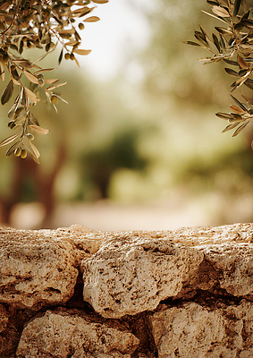 JPG 나무 식물 편집이미지 자연 바람 돌담 풍경 야외 초록색 여름 햇빛 평화 정원 올리브 부드러움 뷰티풀 편집실사 자연요소 계절 열매 컬러 컨셉 날씨 담장 태양 돌_바위 감각 CG 생태계 파일형식