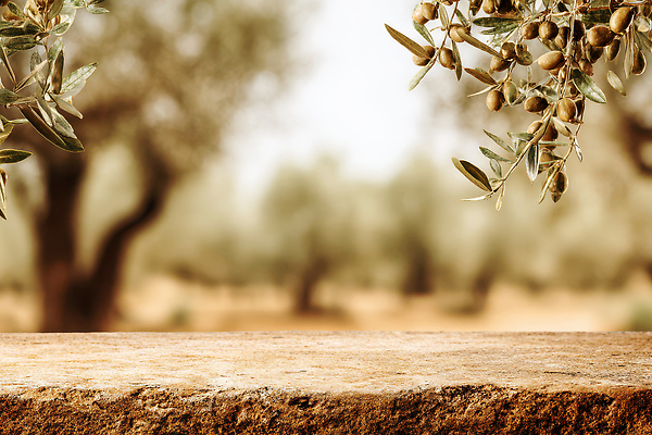 JPG 나무 식물 편집이미지 계절 농업 자연 가지 나뭇잎 풍경 초록색 여름 햇빛 농장 평화 편안함 올리브 편집실사 열매 산업 컬러 컨셉 잎 채소 태양 감각 CG 생태계 파일형식