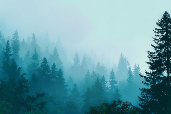 JPG 나무 편집이미지 자연 휴식 풍경 초록색 파란색 안개 분위기 숲속 숲 조용 이미지편집 식물 컬러 컨셉 날씨 생태계 파일형식