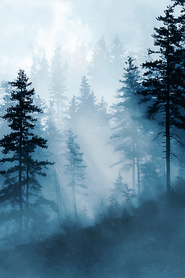 JPG 나무 편집이미지 자연 하늘 산 풍경 고요 안개 대기 숲속 숲 이미지편집 식물 날씨 생태계 파일형식