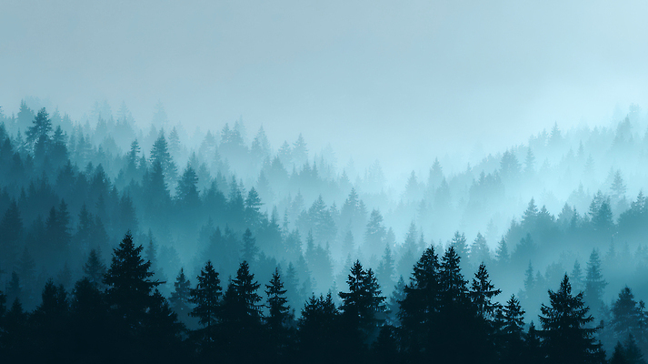 JPG 나무 편집이미지 자연 아침 산 풍경 안개 신선 숲 외출 힐링 조용 색감 청명 이미지편집 주간 식물 날씨 생태계 파일형식