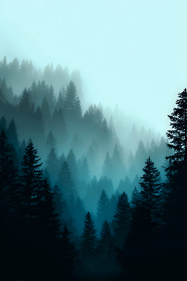 JPG 나무 편집이미지 여행 자연 하늘 아침 풍경 초록색 고요 안개 시골 숲속 숲 신비 뷰티풀 이미지편집 주간 식물 컬러 컨셉 날씨 생태계 파일형식