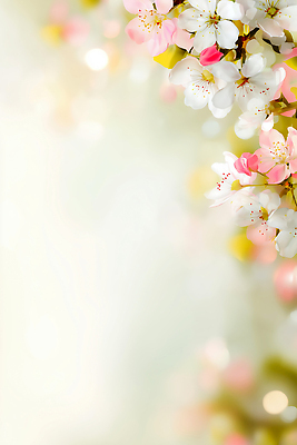 식물 편집이미지 계절 꽃 감정 컨셉 채소 젖음 생태계 파일형식 벚꽃 봄 자연 만개 뷰티풀 가지 색감 풍경 백그라운드 화사함 꽃잎 촉촉함 상쾌 우아함 이미지편집 JPG