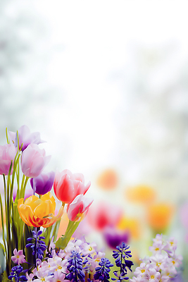 식물 편집이미지 계절 꽃 컨셉 휴식 생태계 파일형식 튤립 봄 화사함 자연 컬러 조화 만개 뷰티풀 풍경 정원 식물원 산책 이미지편집 JPG