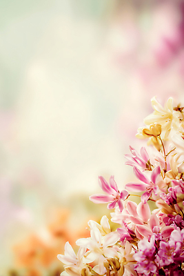 식물 편집이미지 계절 꽃 컨셉 생태계 냄새 파일형식 봄 정원 자연 컬러 뷰티풀 향기 만개 풍경 생명 질감 화사함 꽃잎 이미지편집 JPG