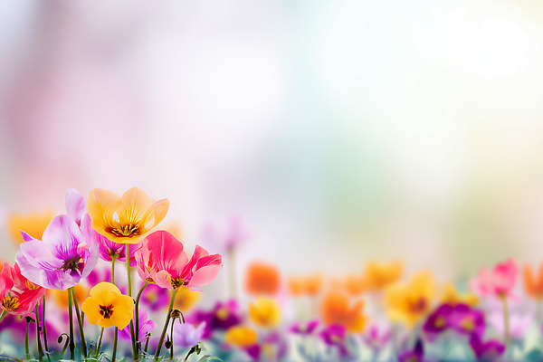 식물 편집이미지 계절 태양 생태계 파일형식 꽃 봄 정원 자연 컬러 야외 뷰티풀 화초 햇빛 풍경 생명 이미지편집 JPG