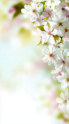 식물 편집이미지 계절 컨셉 태양 생태계 파일형식 꽃 봄 풍경 자연 생명 나무 햇빛 뷰티풀 만개 화사함 감정 이미지편집 JPG