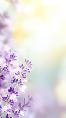 주간 식물 편집이미지 계절 꽃 감각 허브 생태계 냄새 파일형식 라벤더 자연 백그라운드 부드러움 컬러 아침 여름 정원 향기 화초 꽃밭 풍경 뷰티풀 이미지편집 JPG