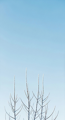 나무 식물 계절 컨셉 채소 날씨 CG 생태계 파일형식 겨울 하늘 나뭇가지 자연 풍경 고요 차분 맑음 가지 깨끗함 컬러 비어있는 대기 JPG 편집실사 편집이미지