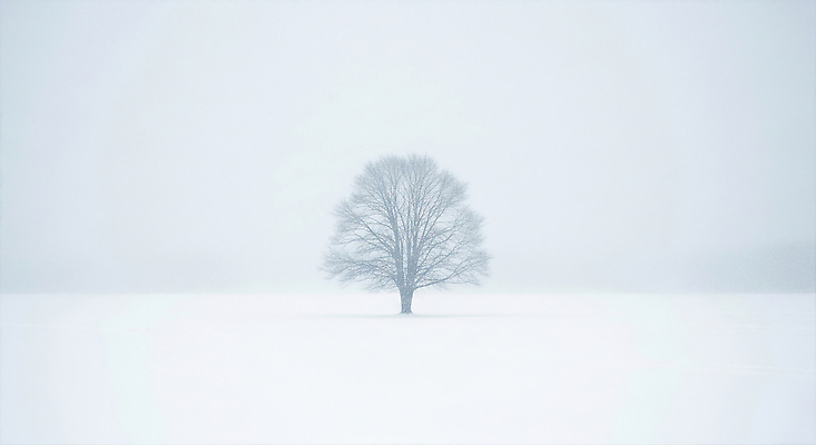 자연요소 식물 계절 감정 컨셉 날씨 CG 생태계 파일형식 나무 겨울 풍경 초원 고요 신비 자연 청명 바람 하늘 땅 생명 고독 단순화된 JPG 편집실사 편집이미지