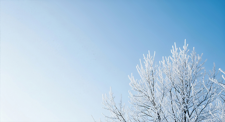 나무 식물 계절 컬러 겨울 풍경 태양 CG 생태계 파일형식 하늘 겨울풍경 자연 뷰티풀 나뭇가지 청명 흰색 초록색 햇빛 JPG 편집실사 편집이미지