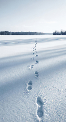 계절 자국 휴식 태양 CG 생태계 파일형식 겨울 발자국 풍경 초원 고요 자연 산책 추위 차가움 조용 햇빛 그림자 숲 JPG 편집실사 편집이미지