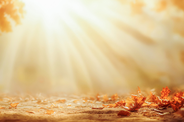 나무 식물 편집이미지 잎 태양 생태계 파일형식 햇빛 단풍 나뭇잎 풍경 자연 따뜻함 빛 고요 컬러 하늘 나뭇가지 이미지편집 JPG