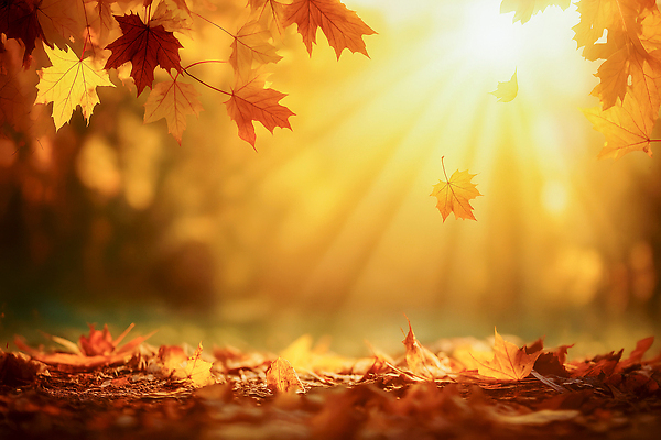 식물 편집이미지 컨셉 잎 태양 노을 야간 생태계 파일형식 햇빛 단풍 나무 숲 자연 풍경 떨어짐 컬러 저녁 일몰 나뭇잎 뷰티풀 이미지편집 JPG