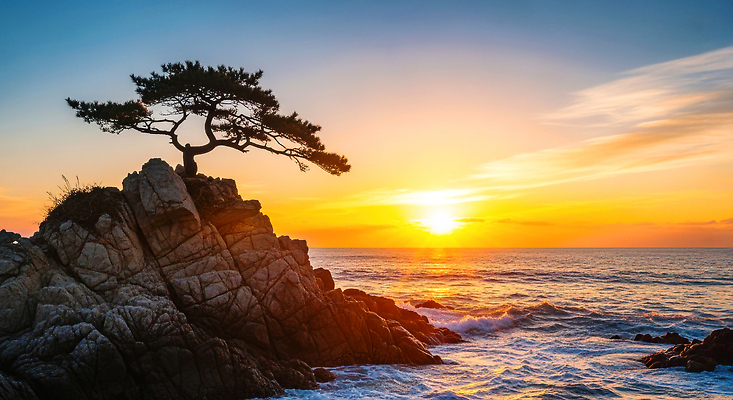 JPG 나무 편집이미지 바다 자연 새해 풍경 해변 햇빛 평화 일출 고요 새벽 편집실사 AI포토 AI콘텐츠 자연요소 식물 컨셉 태양 노을 CG 생태계 파일형식