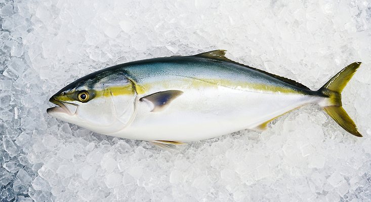JPG 편집이미지 음식 바다 식재료 자연 어류 요리 판매 얼음 해물요리 신선 시장 구매 해산물 준비 편집실사 AI포토 AI콘텐츠 자연요소 쇼핑 수중동물 CG 생태계 파일형식