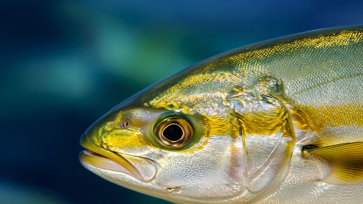 JPG 편집이미지 바다 컬러 자연 생물 어류 수중 수영 수중동물 생태계 뷰티풀 진짜 전경 편집실사 AI포토 AI콘텐츠 동물 풍경 수상스포츠 CG 파일형식 탑뷰
