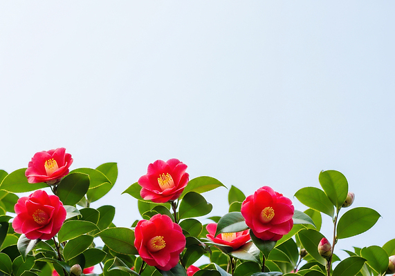 JPG 식물 편집이미지 꽃잎 꽃 잎 자연 하늘 불꽃 풍경 정원 봄 꽃봉오리 화사함 동백 동백나무 뷰티풀 편집실사 AI포토 AI콘텐츠 나무 계절 컨셉 불 CG 생태계 파일형식