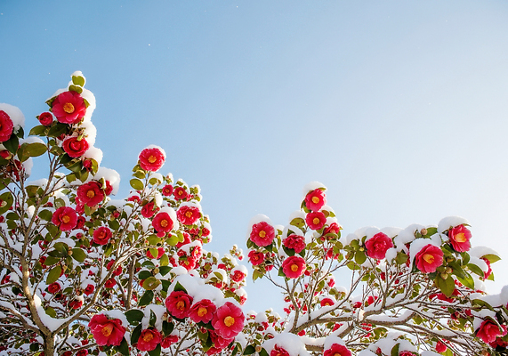 JPG 나무 식물 편집이미지 꽃 컬러 겨울 자연 하늘 생명 풍경 파란색 화려 동백 동백나무 뷰티풀 편집실사 AI포토 AI콘텐츠 계절 컨셉 CG 생태계 파일형식