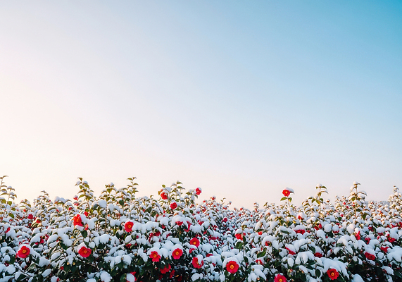JPG 식물 편집이미지 계절 꽃 컬러 겨울 자연 하늘 날씨 풍경 정원 동백 동백나무 뷰티풀 수목 편집실사 AI포토 AI콘텐츠 나무 CG 생태계 파일형식