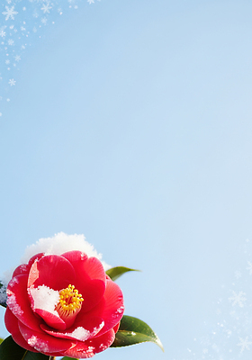 JPG 식물 편집이미지 계절 꽃잎 꽃 컬러 설경 겨울 자연 하늘 풍경 동백 조화 동백나무 뷰티풀 편집실사 AI컴퓨터그래픽 AI콘텐츠 나무 CG 생태계 파일형식