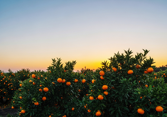 JPG 나무 편집이미지 열매 농업 과일 자연 귤 풍경 농작물 제주도 농장 주황색 일몰 수확 농부 귤나무 편집실사 AI포토 AI콘텐츠 식물 직업 산업 컬러 한국 노을 CG 생태계 파일형식