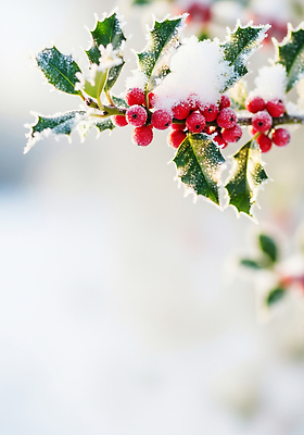 JPG 나무 식물 편집이미지 열매 컬러 크리스마스 겨울 자연 생명 눈꽃 풍경 추위 차가움 뷰티풀 호랑가시나무열매 편집실사 AI포토 AI콘텐츠 계절 기념일 눈_날씨 CG 생태계 파일형식