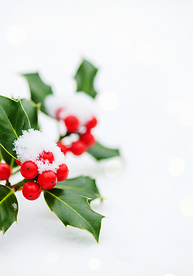 JPG 식물 편집이미지 계절 겨울 자연 생명 장식 얼음 고요 신선 조화 호랑가시나무열매 겨울풍경 편집실사 AI포토 AI콘텐츠 자연요소 열매 풍경 CG 생태계 파일형식