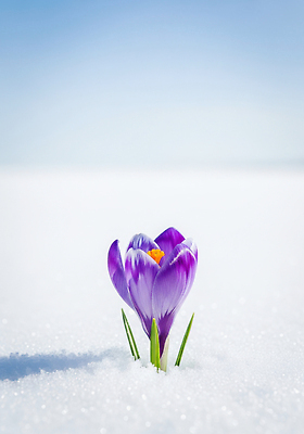 JPG 식물 편집이미지 계절 꽃 컬러 백그라운드 겨울 자연 생명 잔디 설원 추위 자주색 뷰티풀 사프란 편집실사 AI컴퓨터그래픽 AI콘텐츠 눈_날씨 향신료 CG 생태계 파일형식