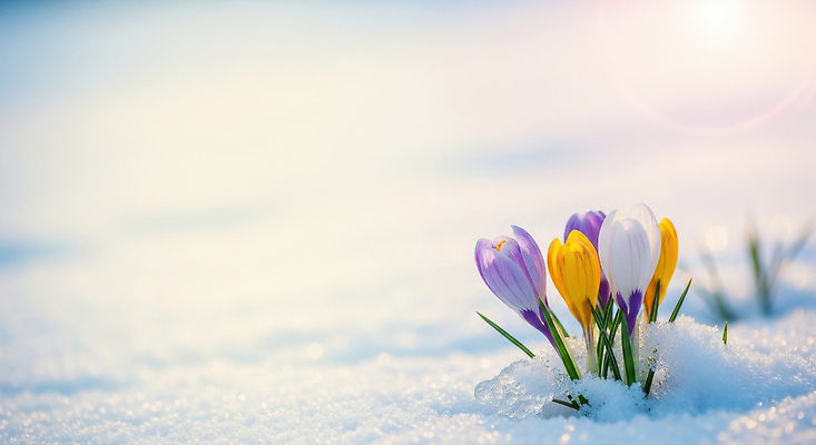 JPG 식물 편집이미지 꽃 컬러 겨울 자연 생명 초원 햇빛 노란색 설원 보라색 봄 흰색 사프란 편집실사 AI포토 AI콘텐츠 계절 눈_날씨 태양 향신료 CG 생태계 파일형식