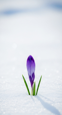 JPG 식물 편집이미지 꽃 겨울 자연 생명 야외 초록색 일출 설원 보라색 일몰 봄 땅 뷰티풀 사프란 편집실사 AI포토 AI콘텐츠 계절 컬러 눈_날씨 노을 향신료 CG 생태계 파일형식