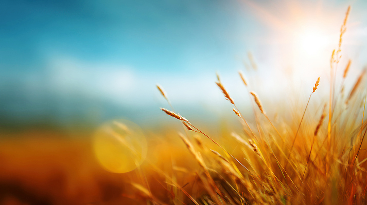 JPG 편집이미지 농업 자연 하늘 바람 풍경 여름 농작물 햇빛 태양 평화 성장 편안함 밀밭 평원 이미지편집 AI포토 AI콘텐츠 자연요소 계절 산업 컨셉 밭 날씨 감각 밀 생태계 파일형식