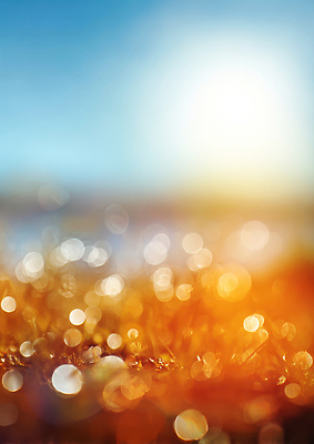 JPG 편집이미지 감정 컬러 백그라운드 자연 바람 나뭇잎 반짝임 햇빛 평화 물방울 뷰티풀 오후 이미지편집 AI포토 AI콘텐츠 자연요소 컨셉 잎 모션 날씨 태양 생태계 파일형식