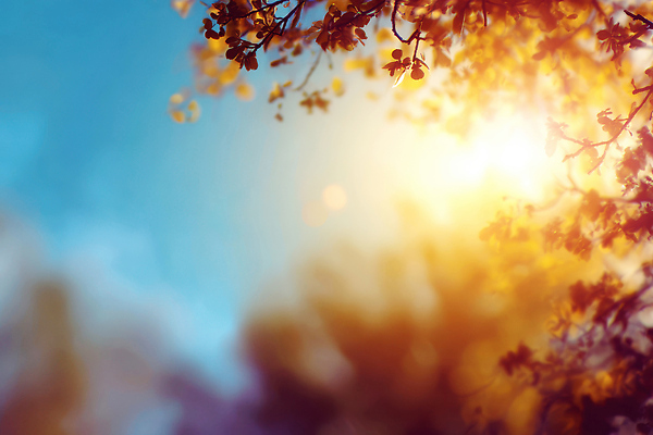 JPG 나무 편집이미지 꽃잎 꽃 자연 가지 따뜻함 풍경 빛 햇빛 태양 평화 봄 조화 뷰티풀 이미지편집 AI포토 AI콘텐츠 자연요소 식물 계절 컨셉 채소 생태계 파일형식